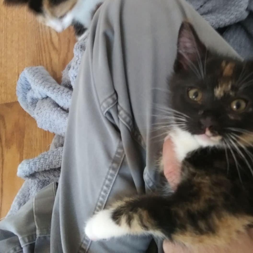 Petunia