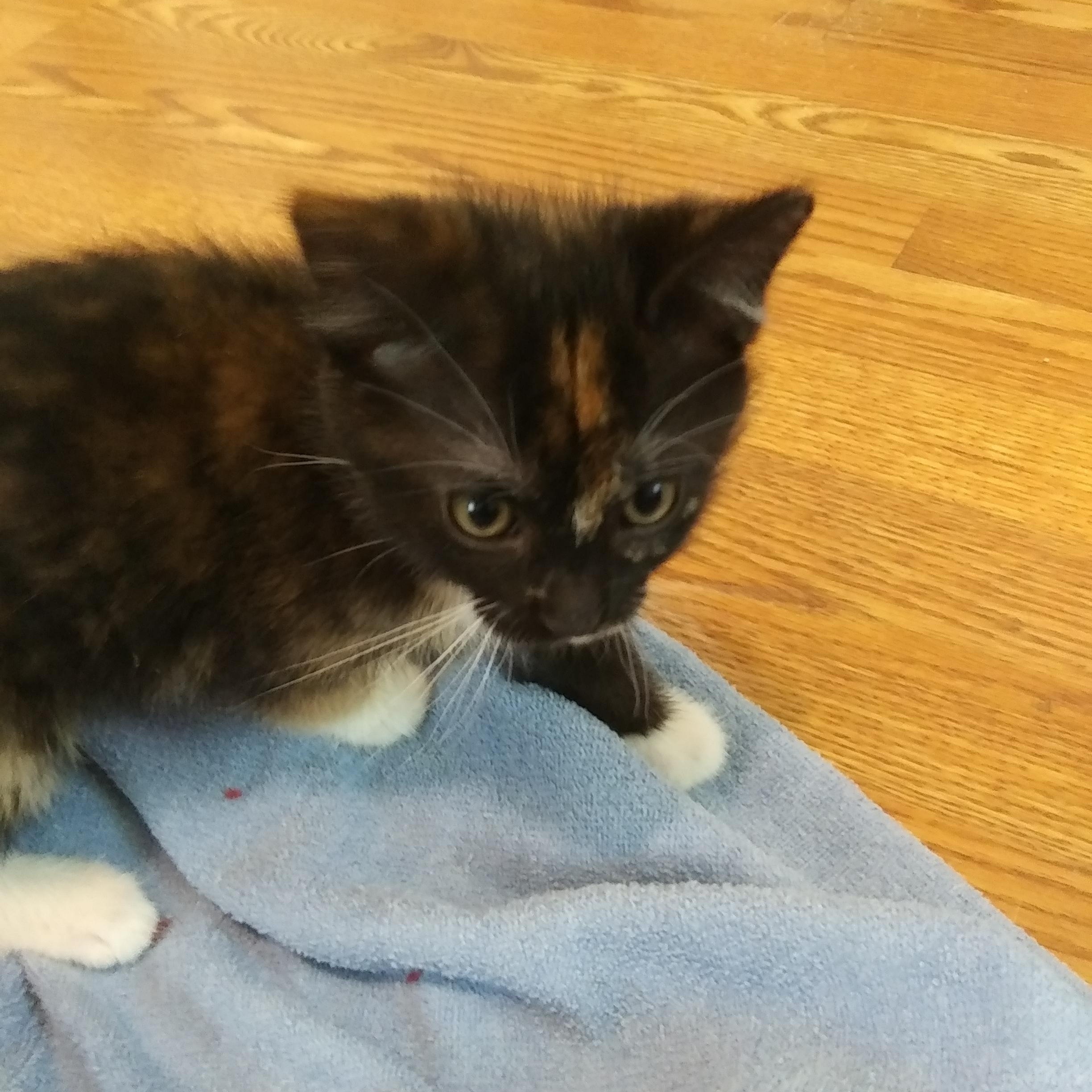 Petunia