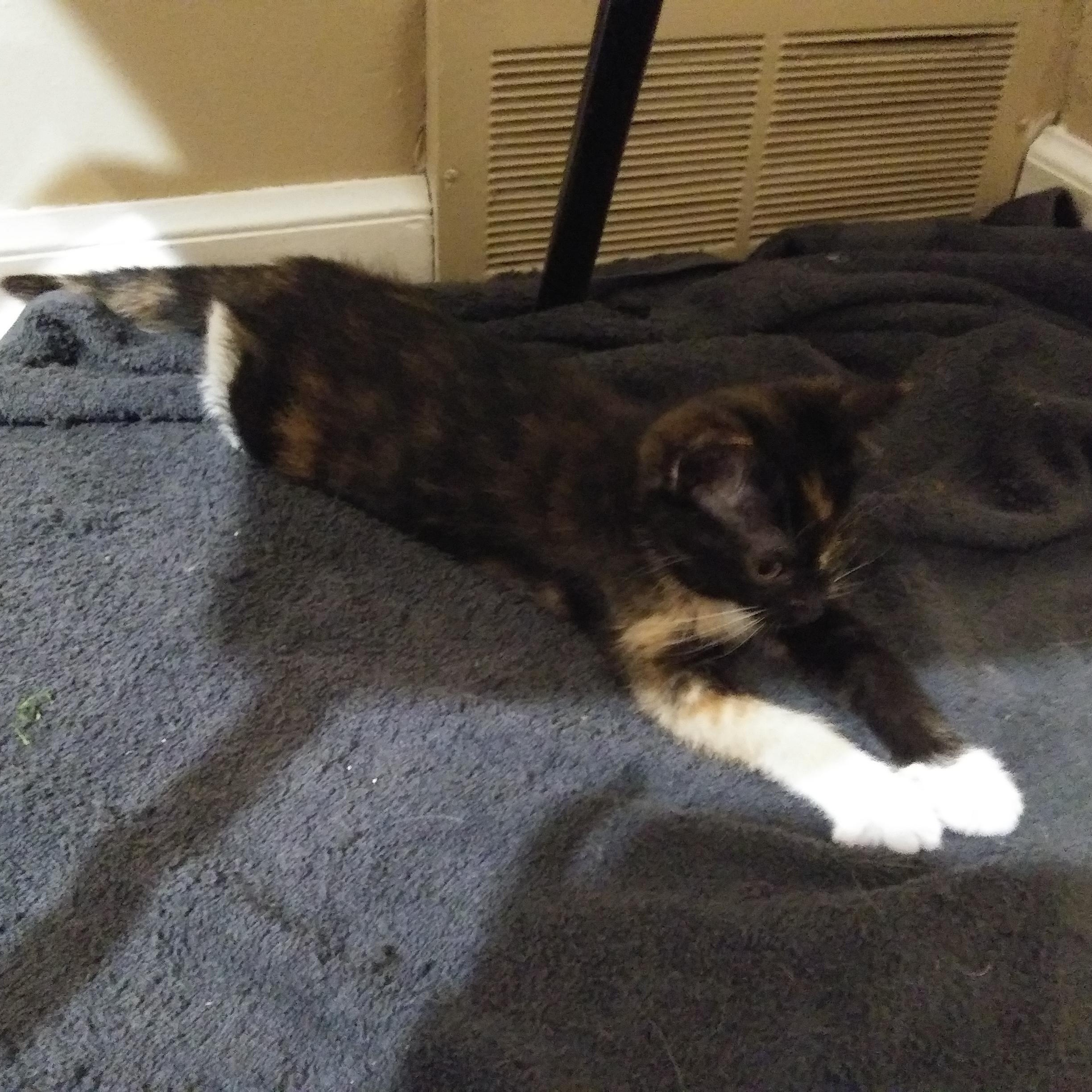 Petunia
