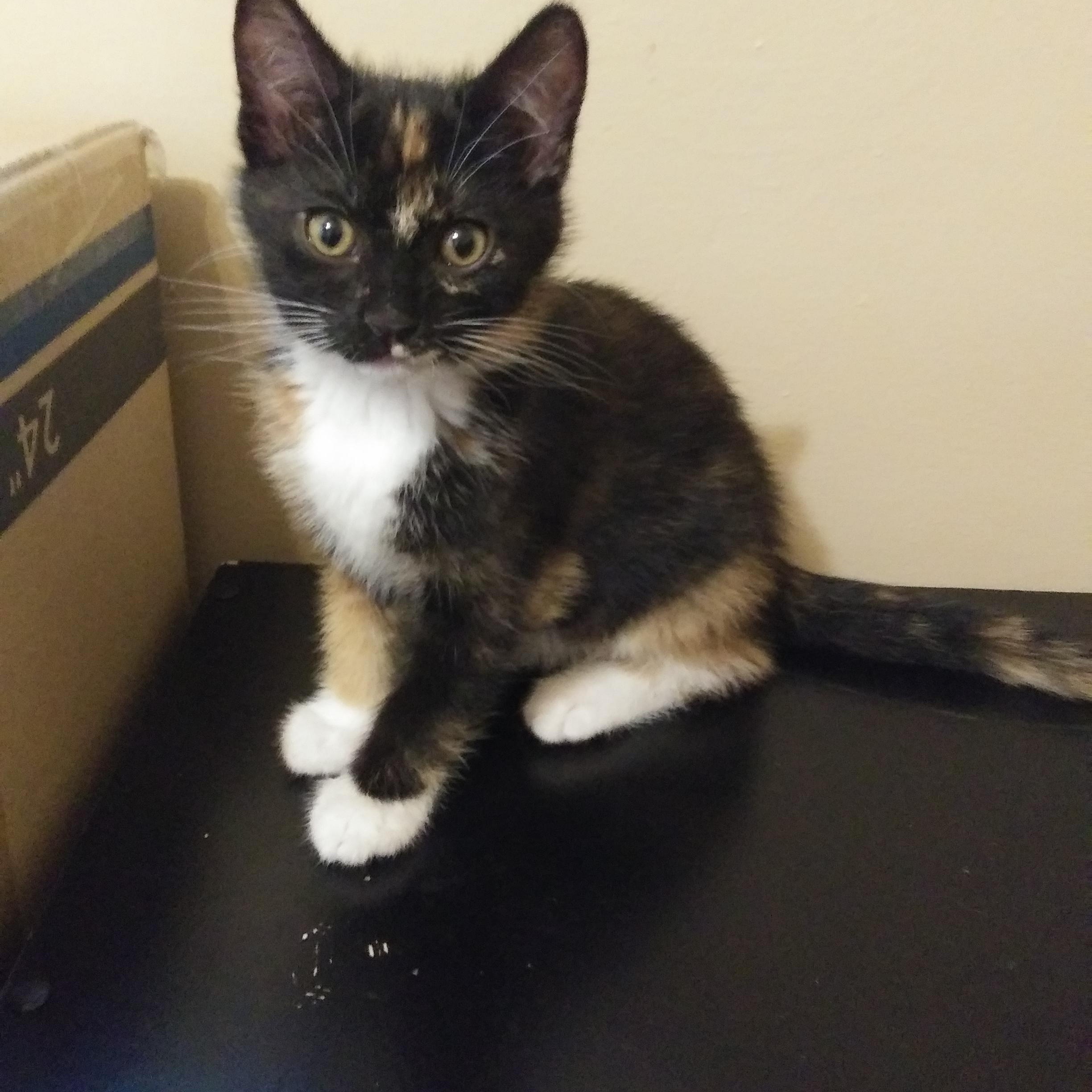 Petunia