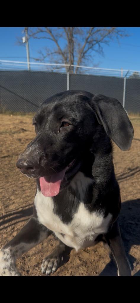 Enlarge Kody, a Adoptable Mixed Breed in Spooner, WI image 1/6