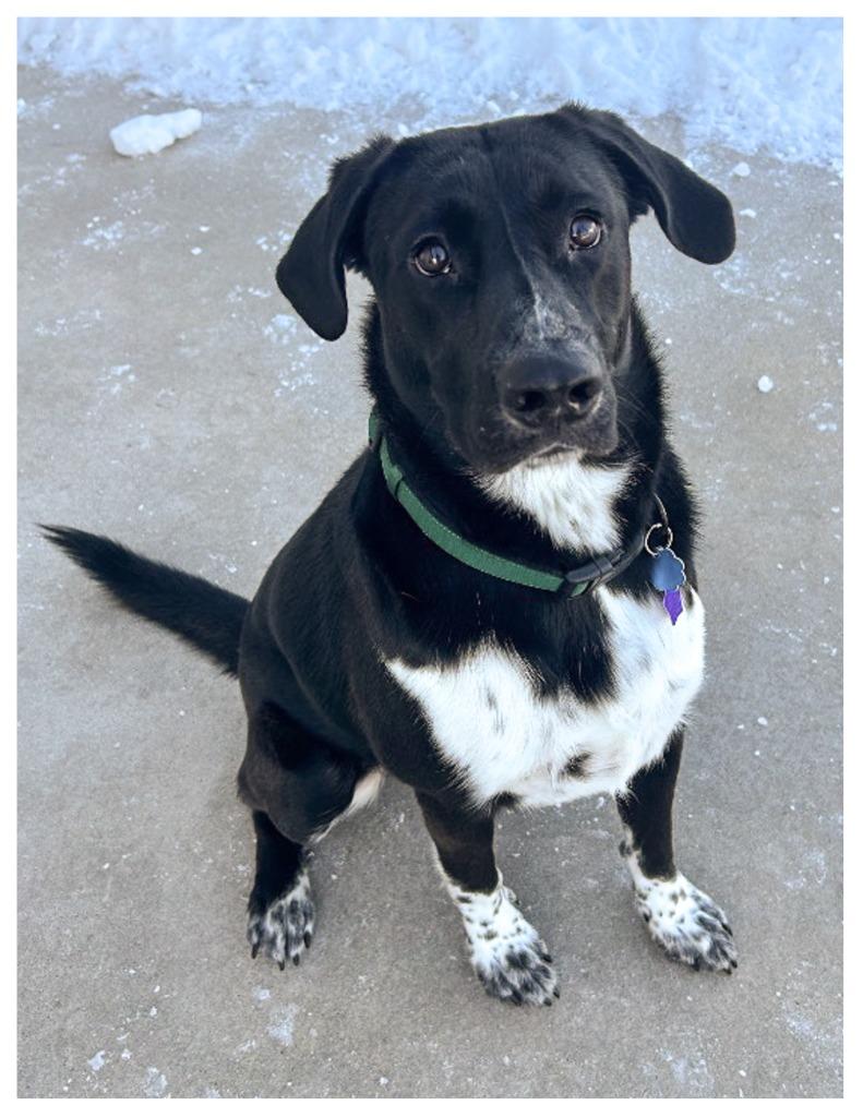 Kody, Adoptable, Young Male Mixed Breed.
