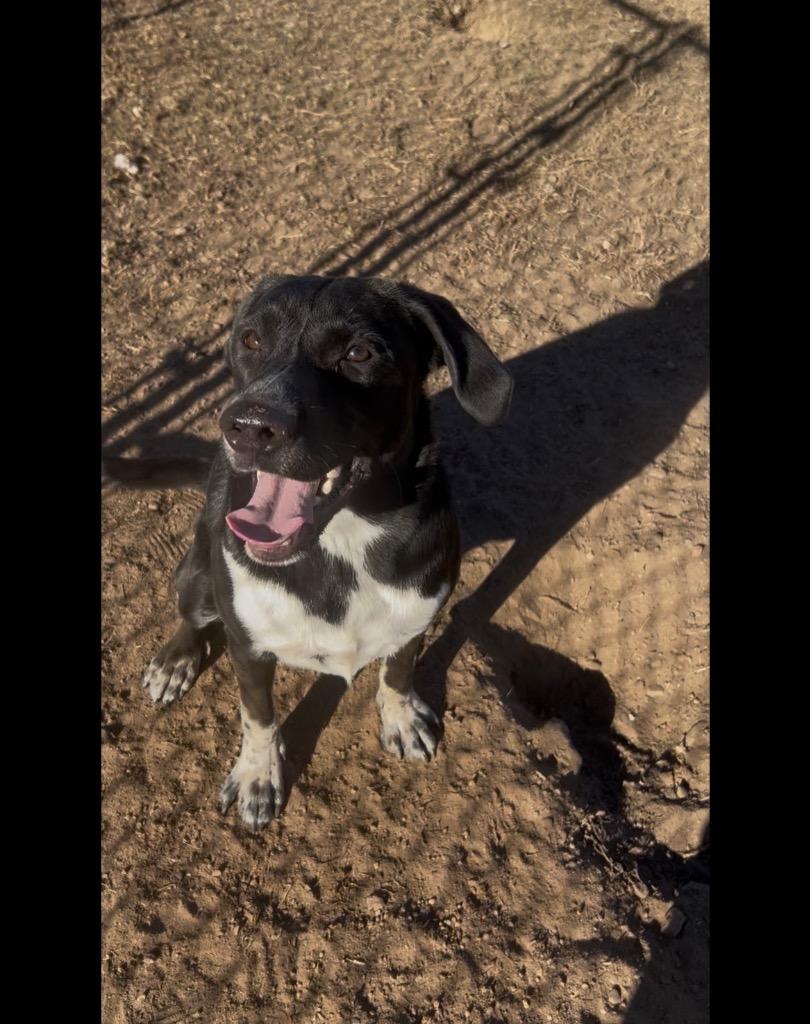 Enlarge Kody, a Adoptable Mixed Breed in Spooner, WI image 4/6