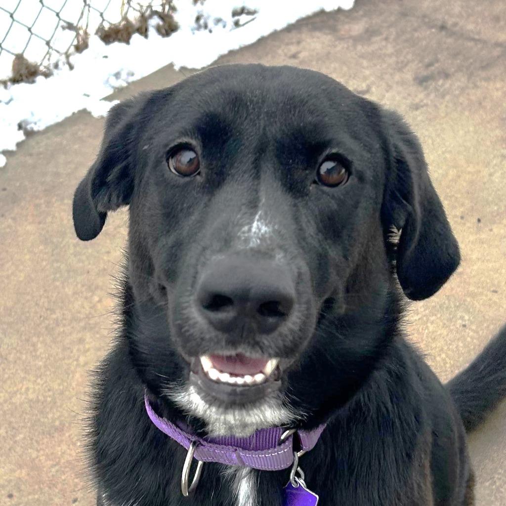 Kody, a Adoptable Mixed Breed in Spooner, WI image 2/6