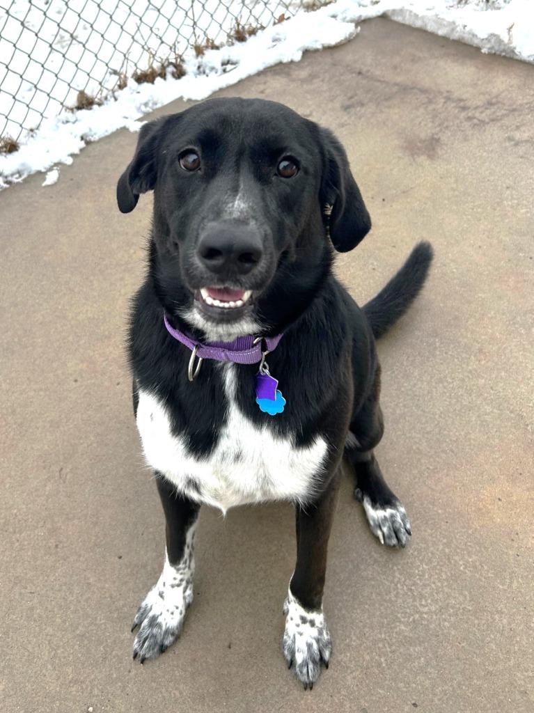 Kody, a Adoptable Mixed Breed in Spooner, WI image 3/6