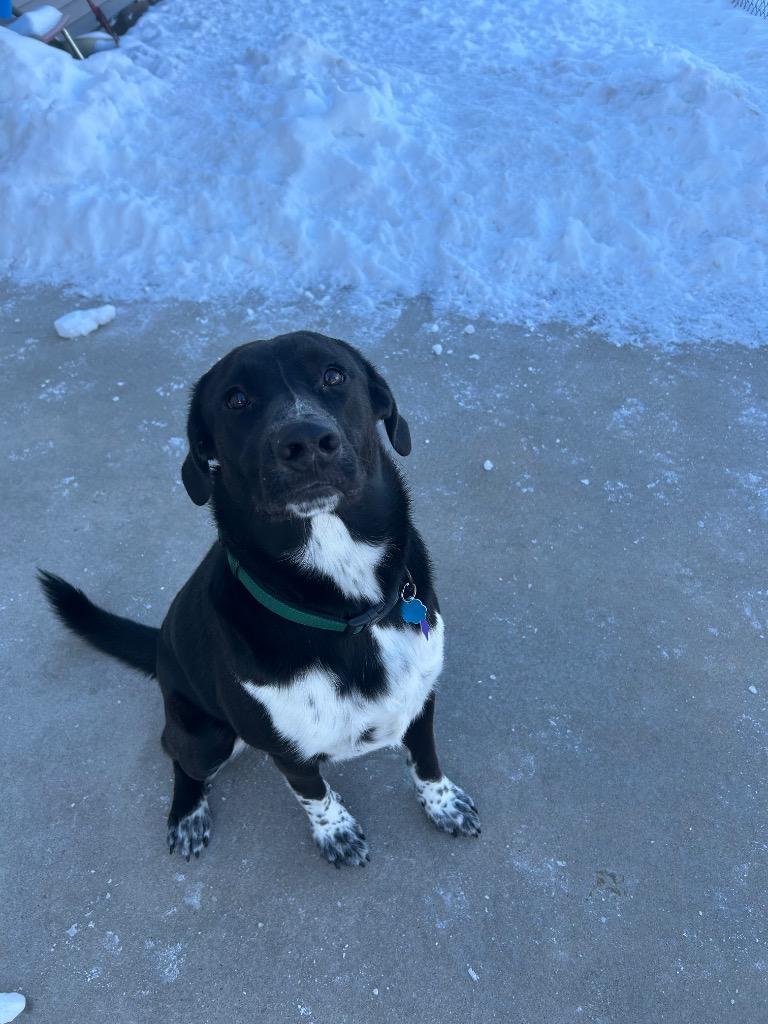 Enlarge Kody, a Adoptable Mixed Breed in Spooner, WI image 6/6