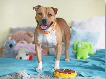 Enlarge SNICKERDOODLE, a Adoptable Mixed Breed in Fernandina Beach, FL image 1/1