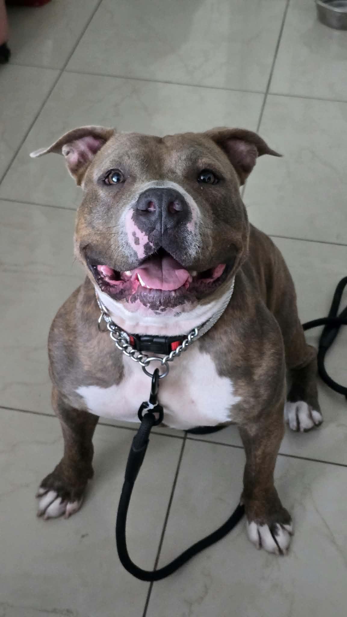 Gabby, Adoptable, Young Female American Staffordshire Terrier & Pit Bull Terrier.