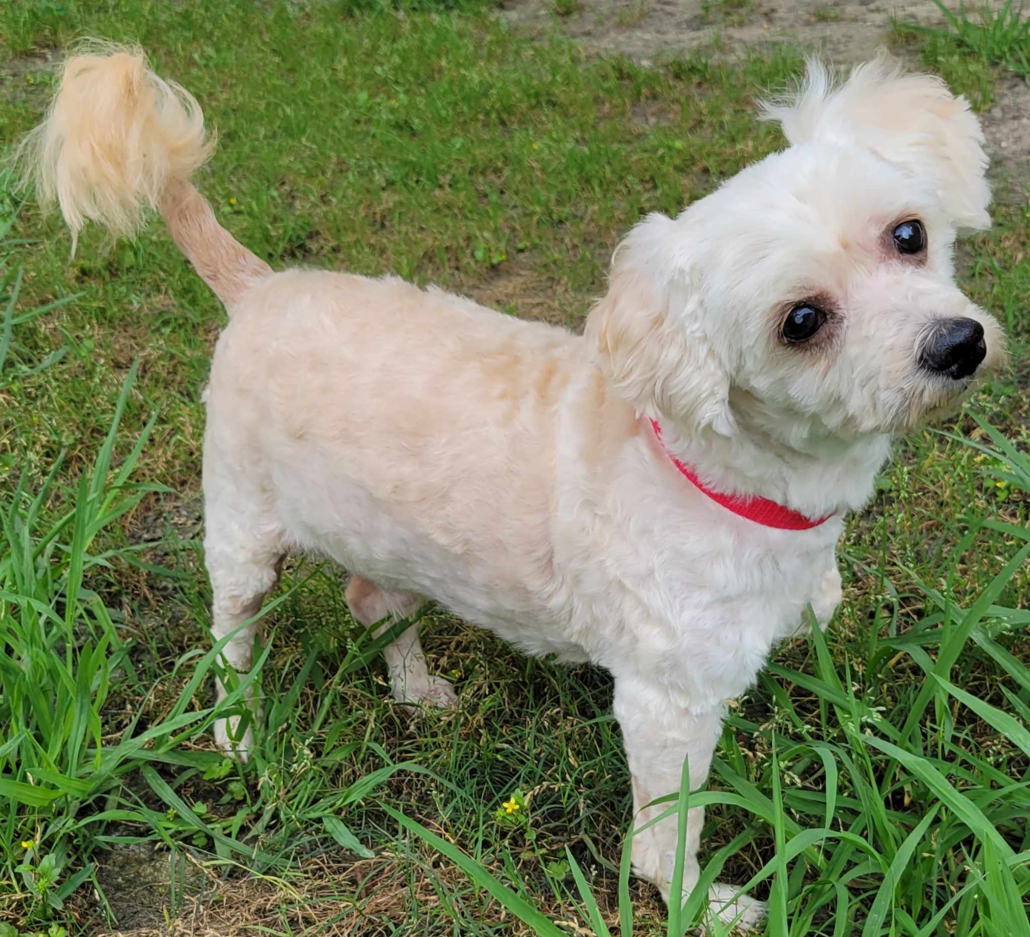 Dog for adoption - Kade, a Poodle in Brooklyn, NY | Petfinder