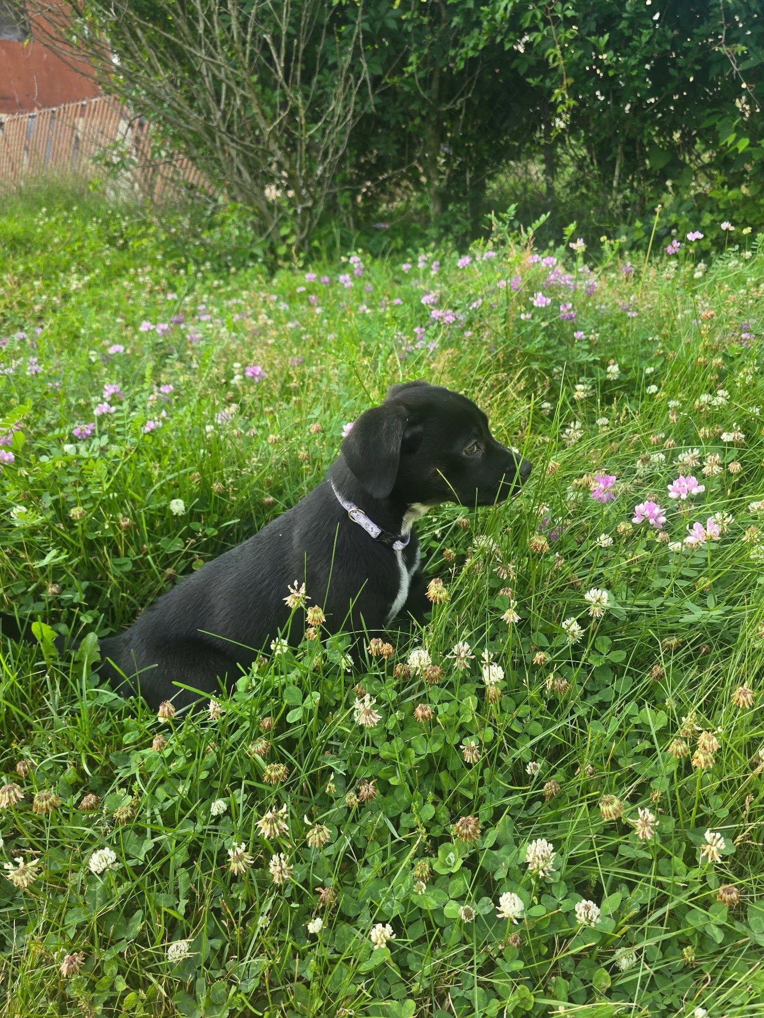 Enlarge Maisie, an adopted mixed breed in Riverdale, NJ image 3/5