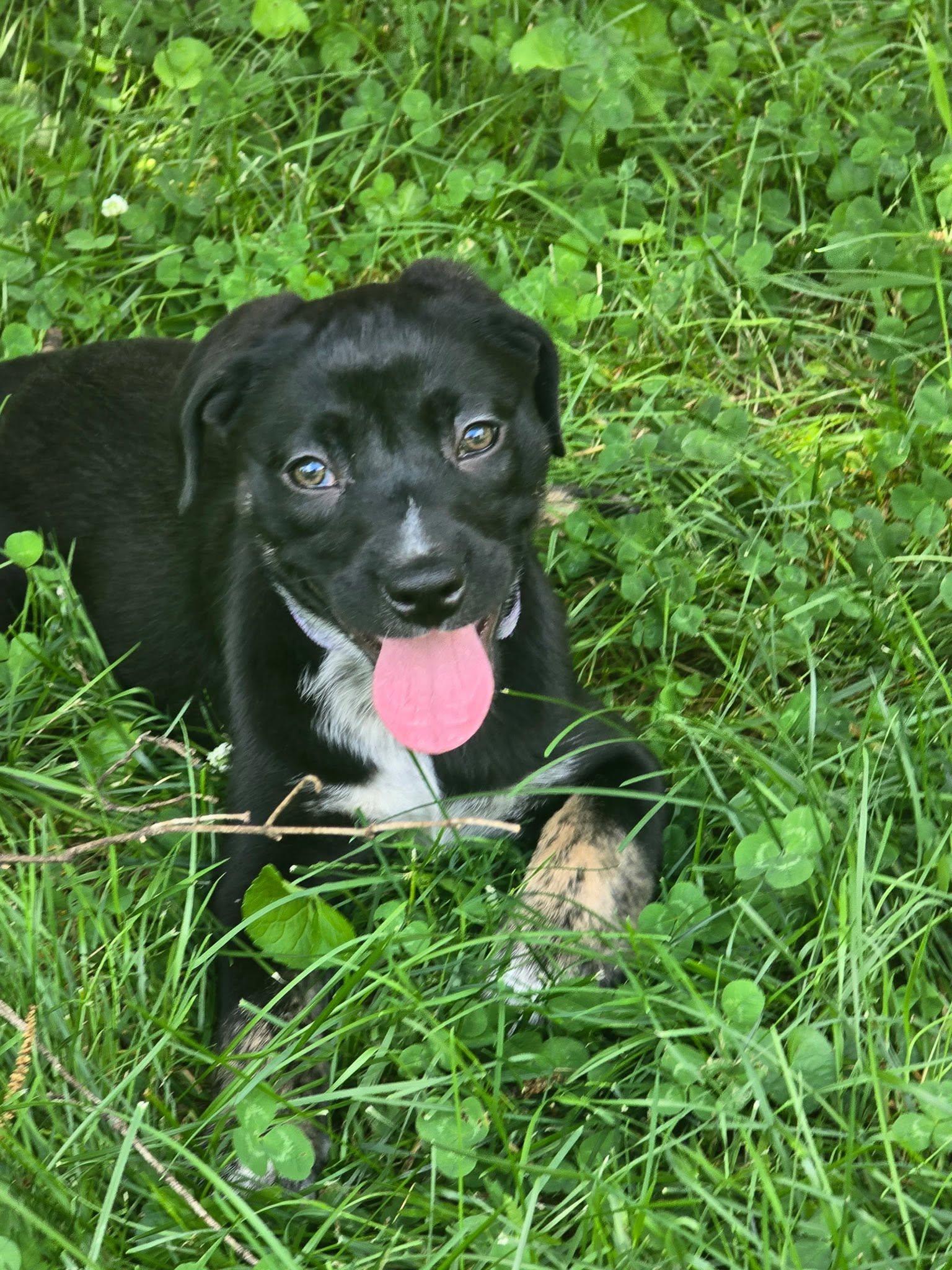 Enlarge Maisie, an adopted mixed breed in Riverdale, NJ image 4/5