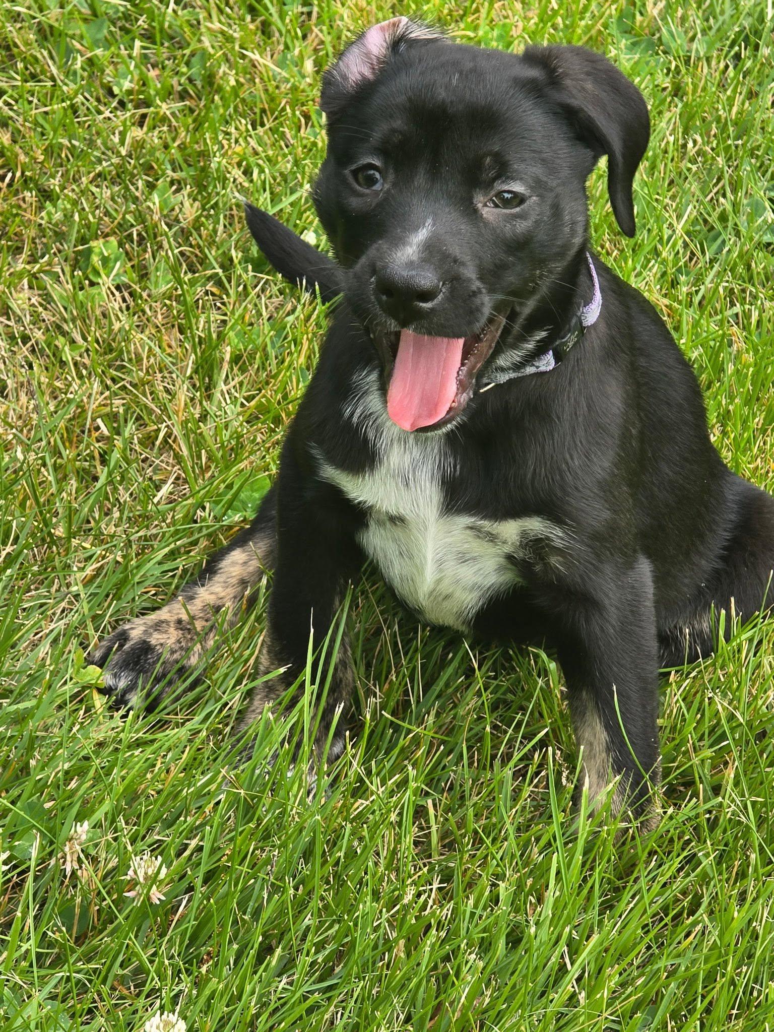 Enlarge Maisie, an adopted mixed breed in Riverdale, NJ image 2/5