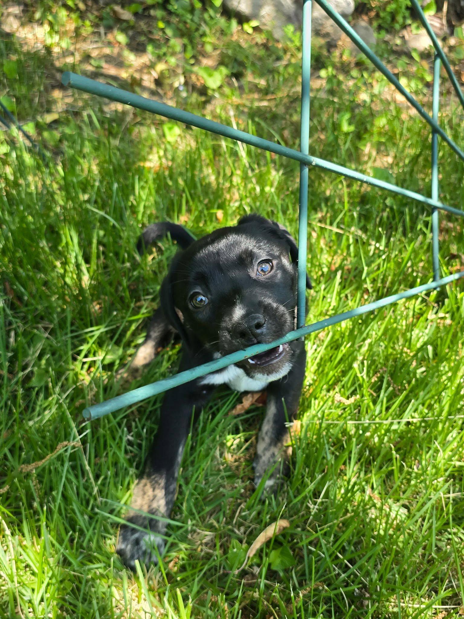 Enlarge Maisie, an adopted mixed breed in Riverdale, NJ image 5/5