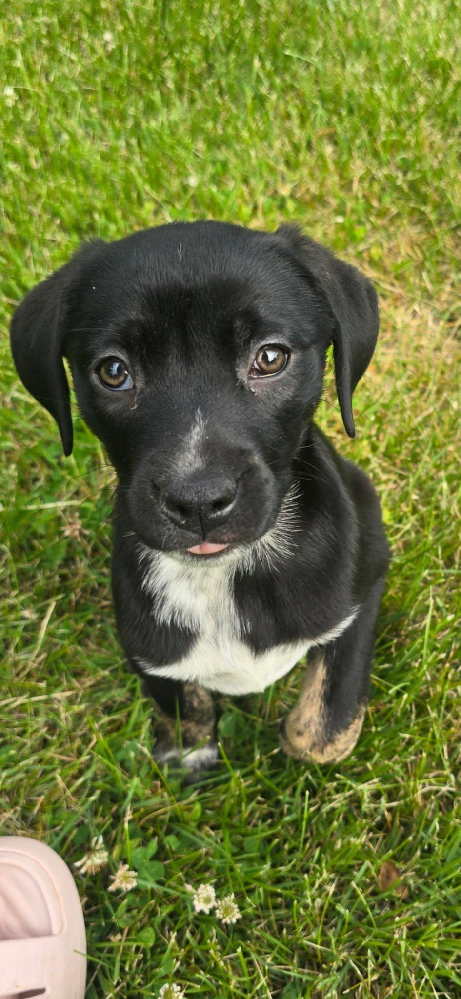 Enlarge Maisie, an adopted mixed breed in Riverdale, NJ image 1/5