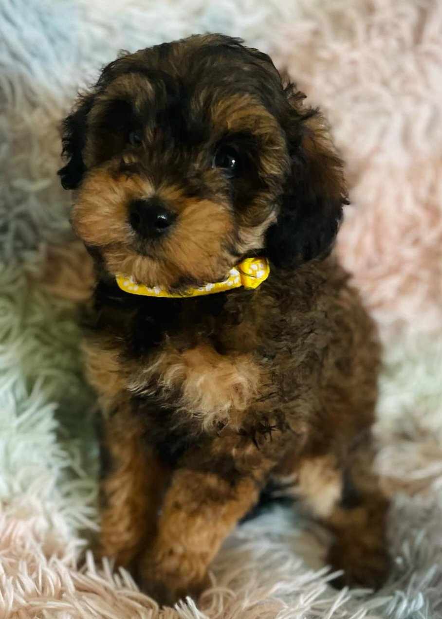 Ethel, a Adopted Aussiedoodle in Iron Ridge, WI image 2/3
