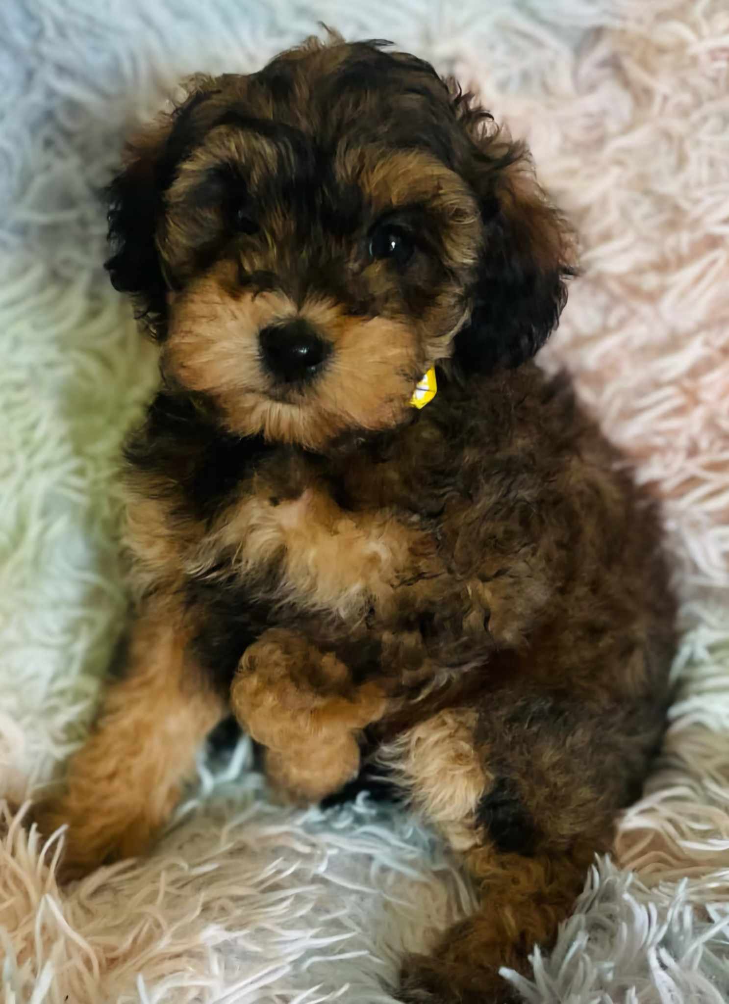 Ethel, Adopted, Puppy Female Aussiedoodle.