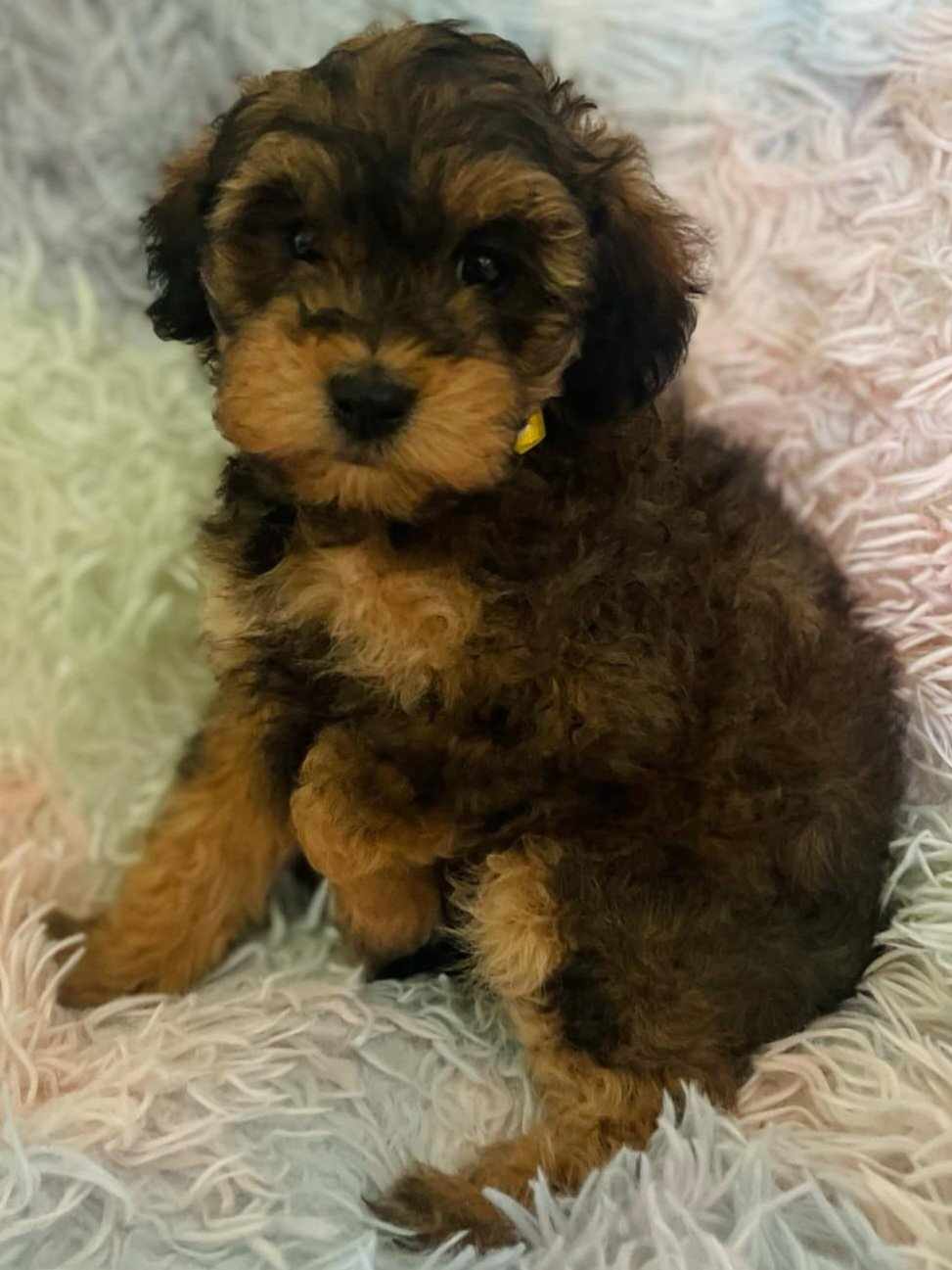 Ethel, a Adopted Aussiedoodle in Iron Ridge, WI image 3/3