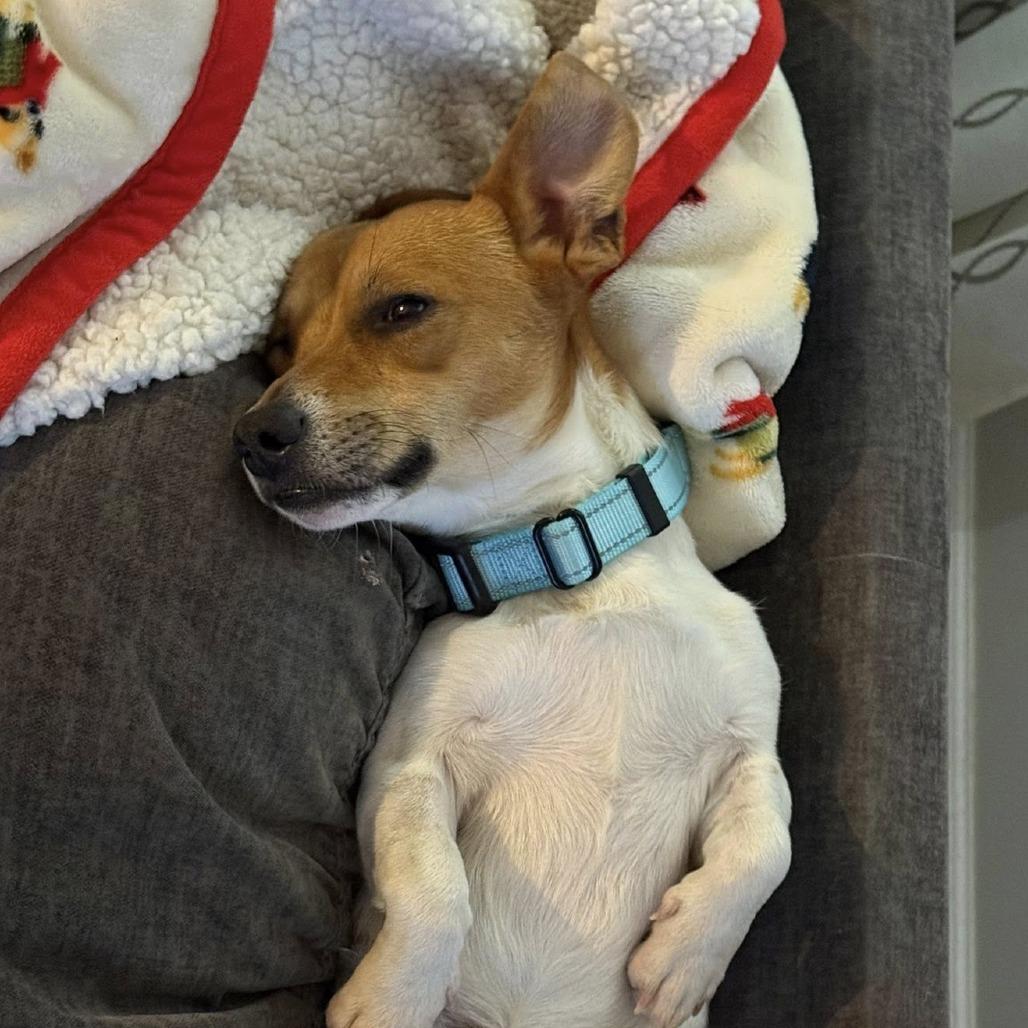 Little Britches, Adoptable, Young Male Chihuahua & Mixed Breed.