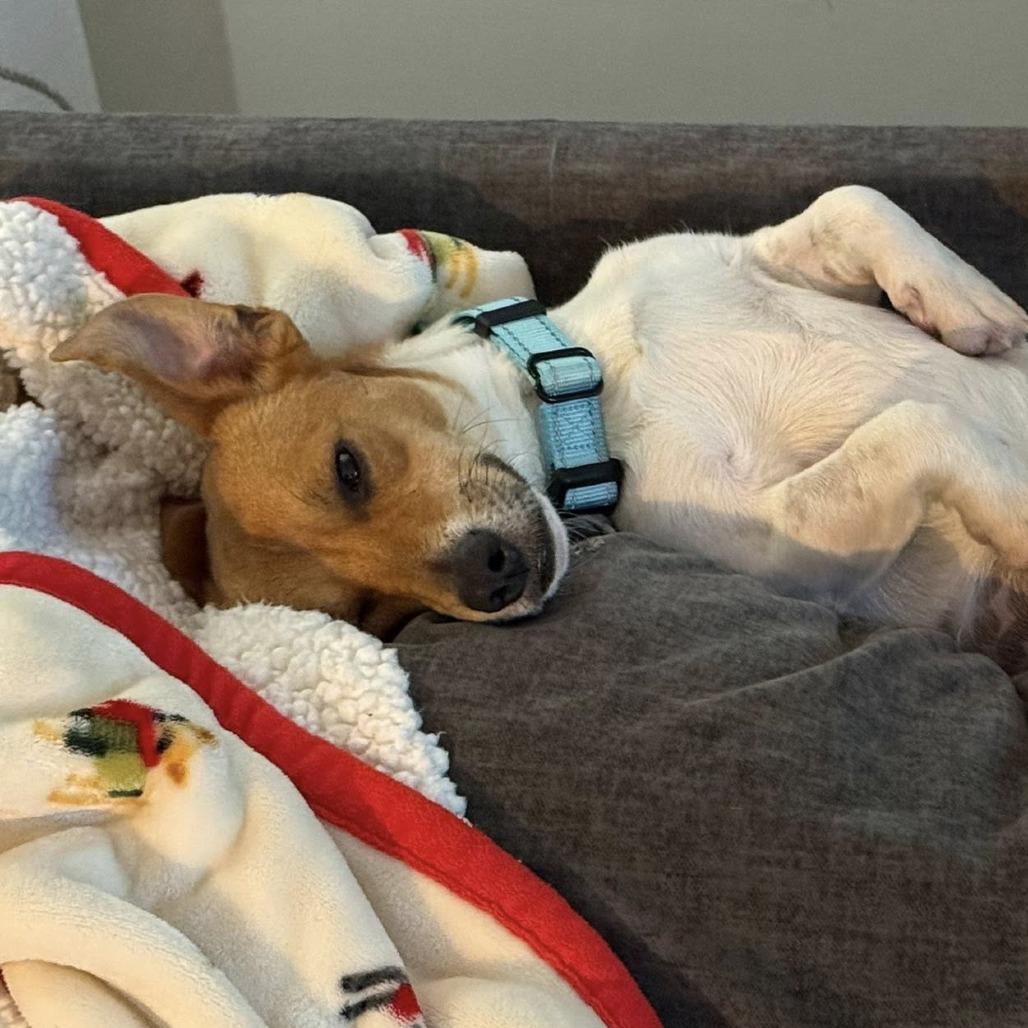 Enlarge Little Britches, a Adoptable mixed breed in St. Charles, IL image 2/6