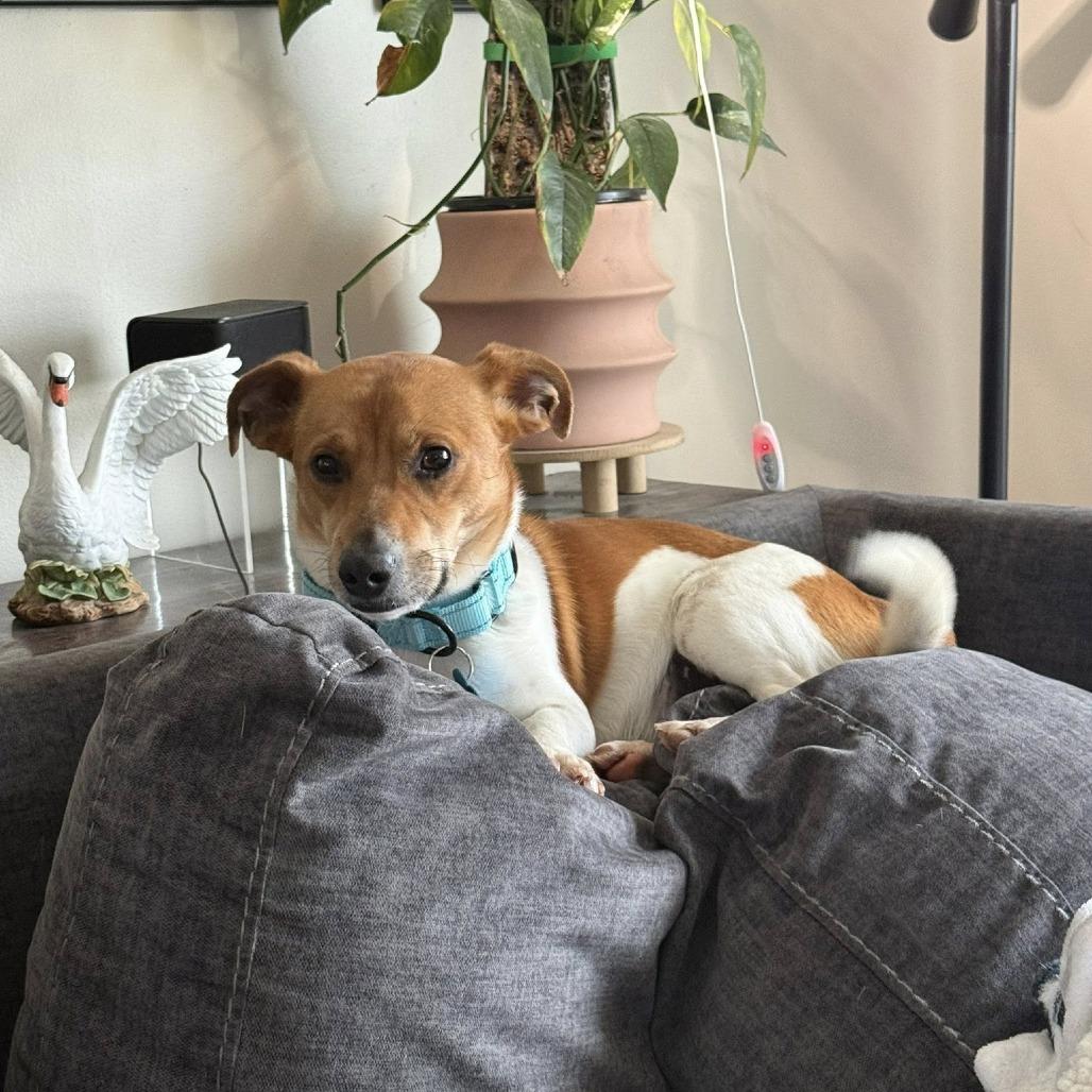 Enlarge Little Britches, a Adoptable mixed breed in St. Charles, IL image 3/6