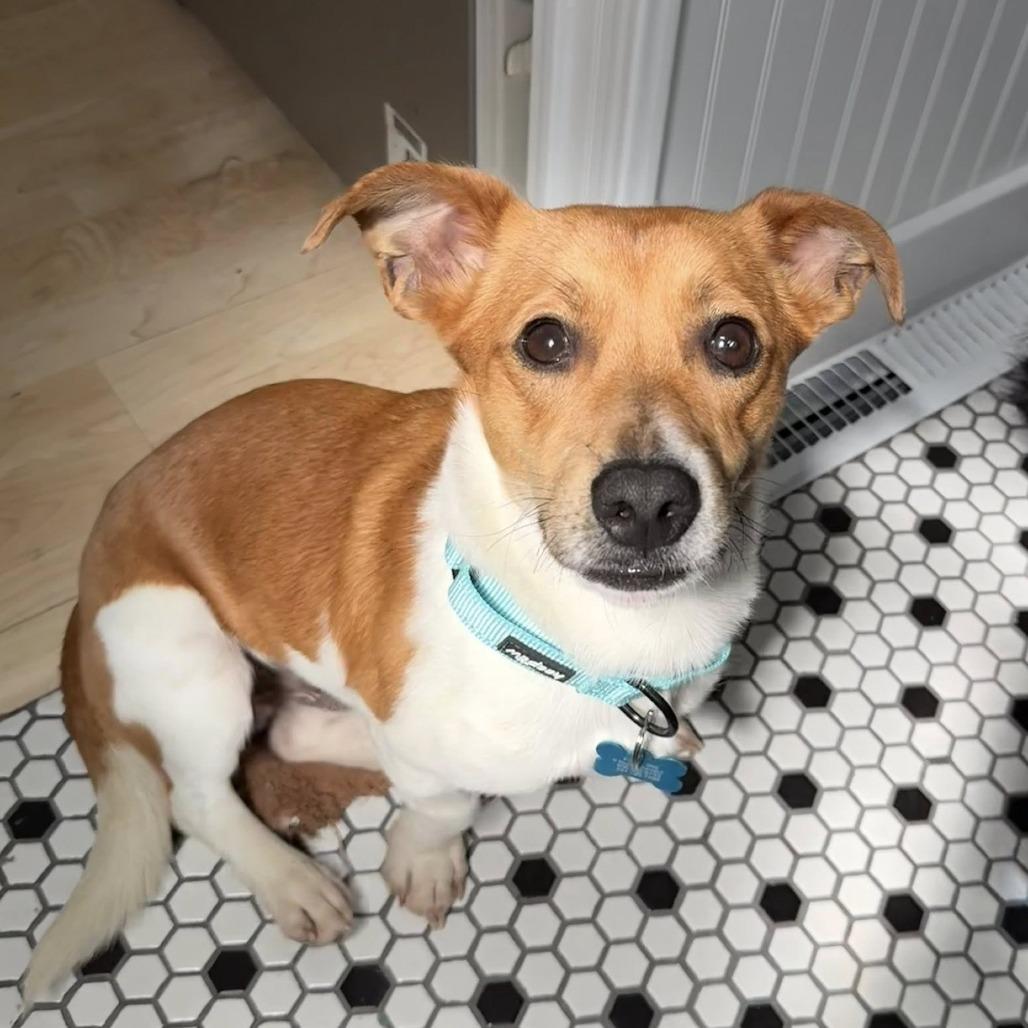 Enlarge Little Britches, a Adoptable mixed breed in St. Charles, IL image 4/6