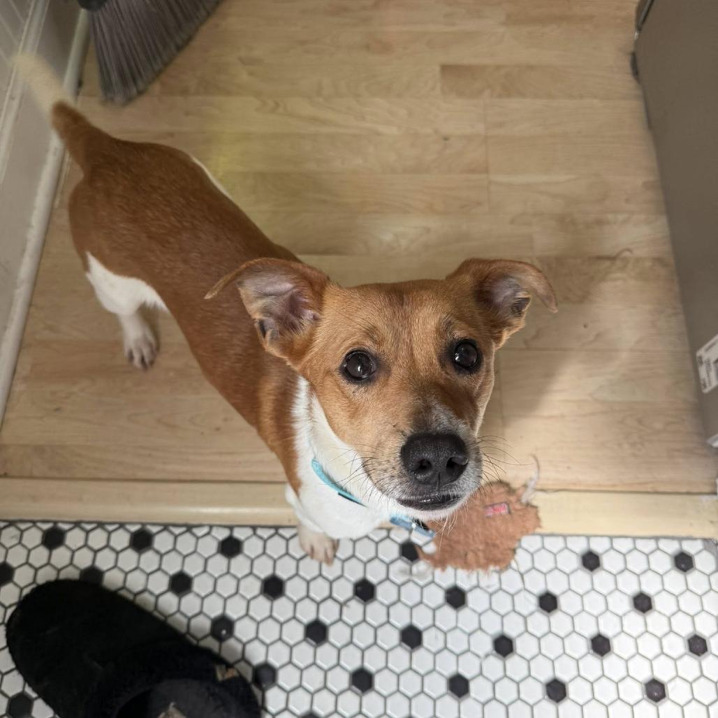 Enlarge Little Britches, a Adoptable mixed breed in St. Charles, IL image 5/6