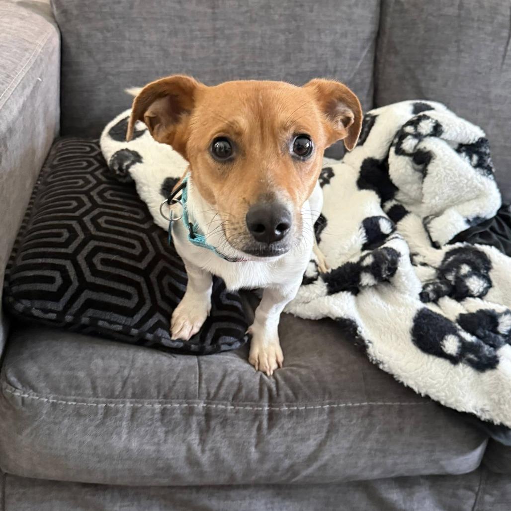 Enlarge Little Britches, a Adoptable mixed breed in St. Charles, IL image 6/6