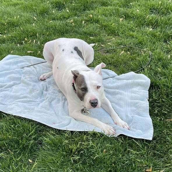 Remi, a Adopted mixed breed in Indianapolis, IN image 2/5