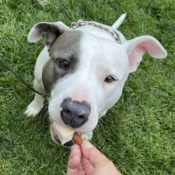 Remi, a Adopted mixed breed in Indianapolis, IN image 3/5