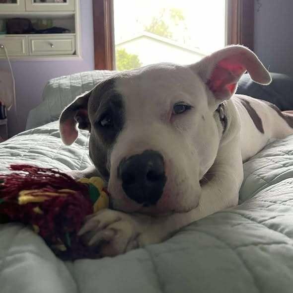 Remi, a Adopted mixed breed in Indianapolis, IN image 4/5
