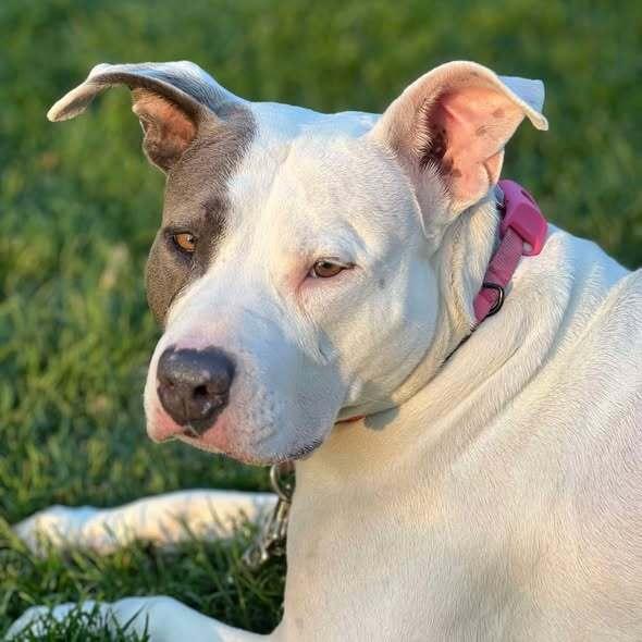 Remi, a Adopted mixed breed in Indianapolis, IN image 5/5