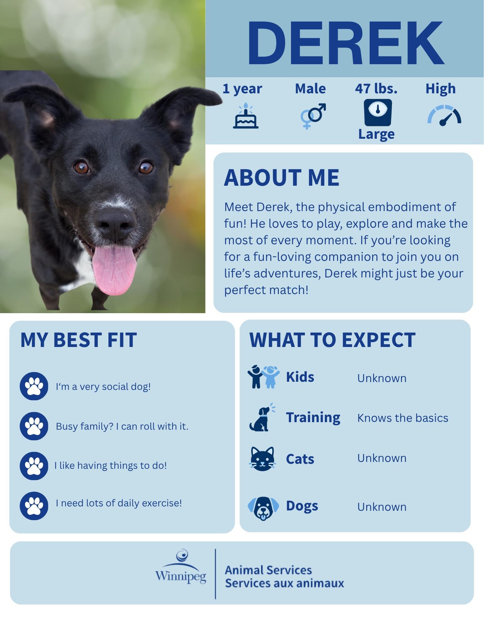 Derek, Adoptable, Adult Male Retriever.