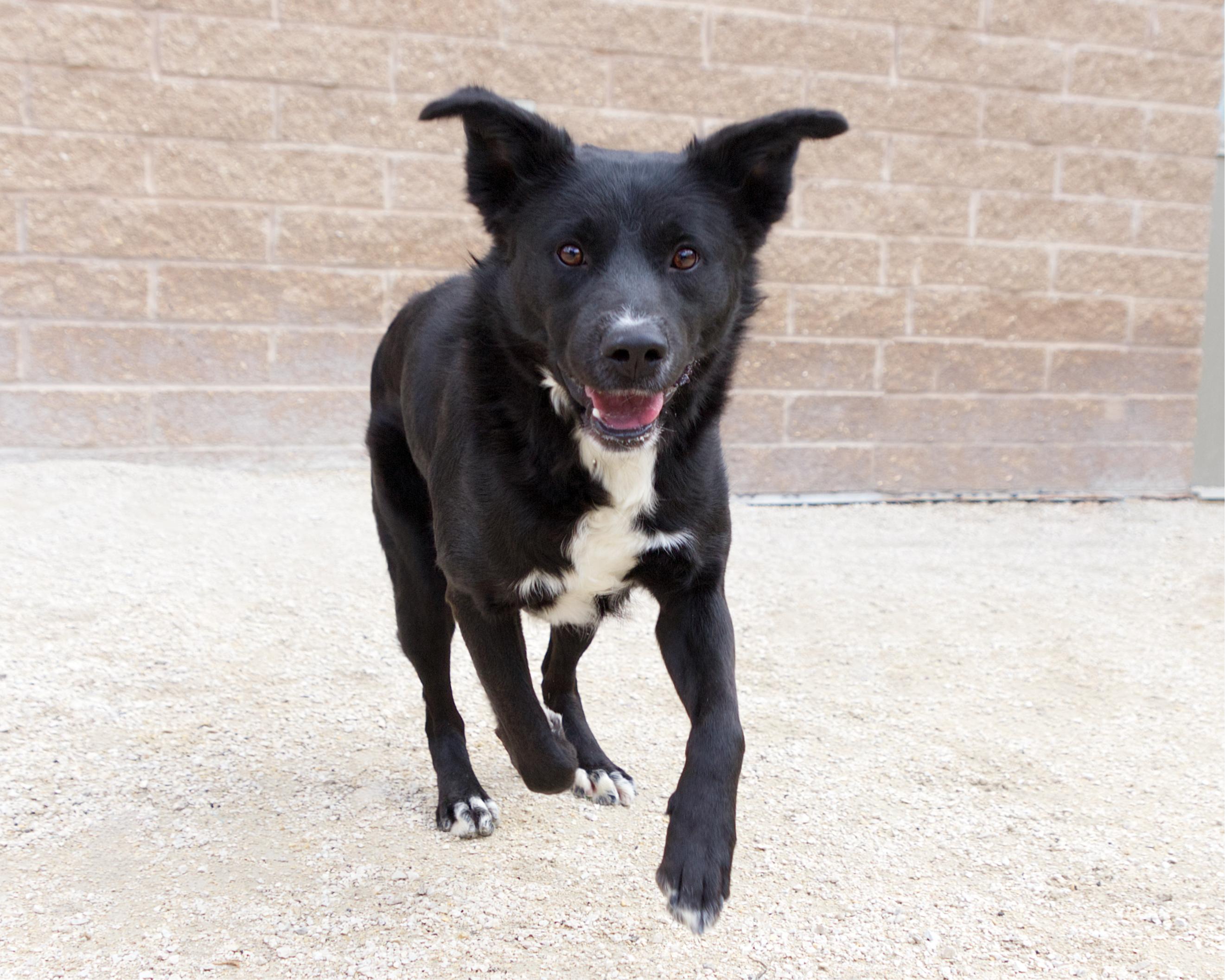 Enlarge Derek, a Adoptable mixed breed in Winnipeg, MB image 4/4