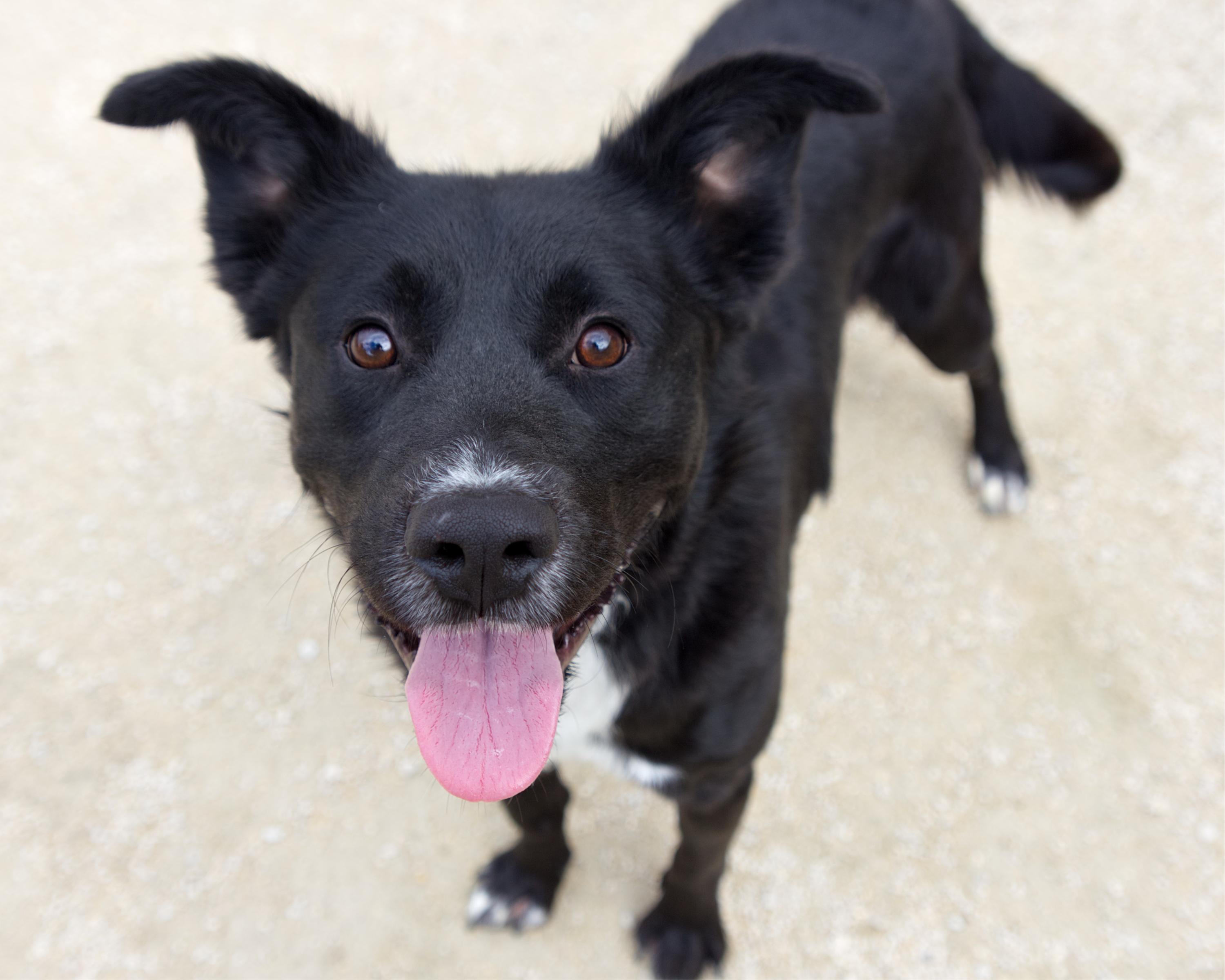 Enlarge Derek, a Adoptable mixed breed in Winnipeg, MB image 2/4