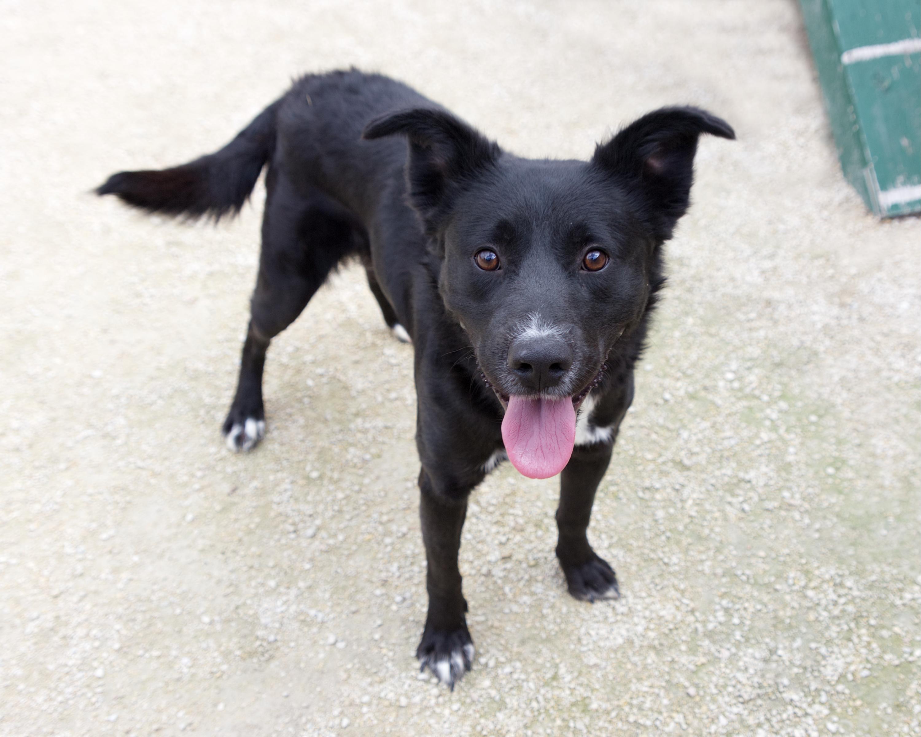 Enlarge Derek, a Adoptable mixed breed in Winnipeg, MB image 3/4