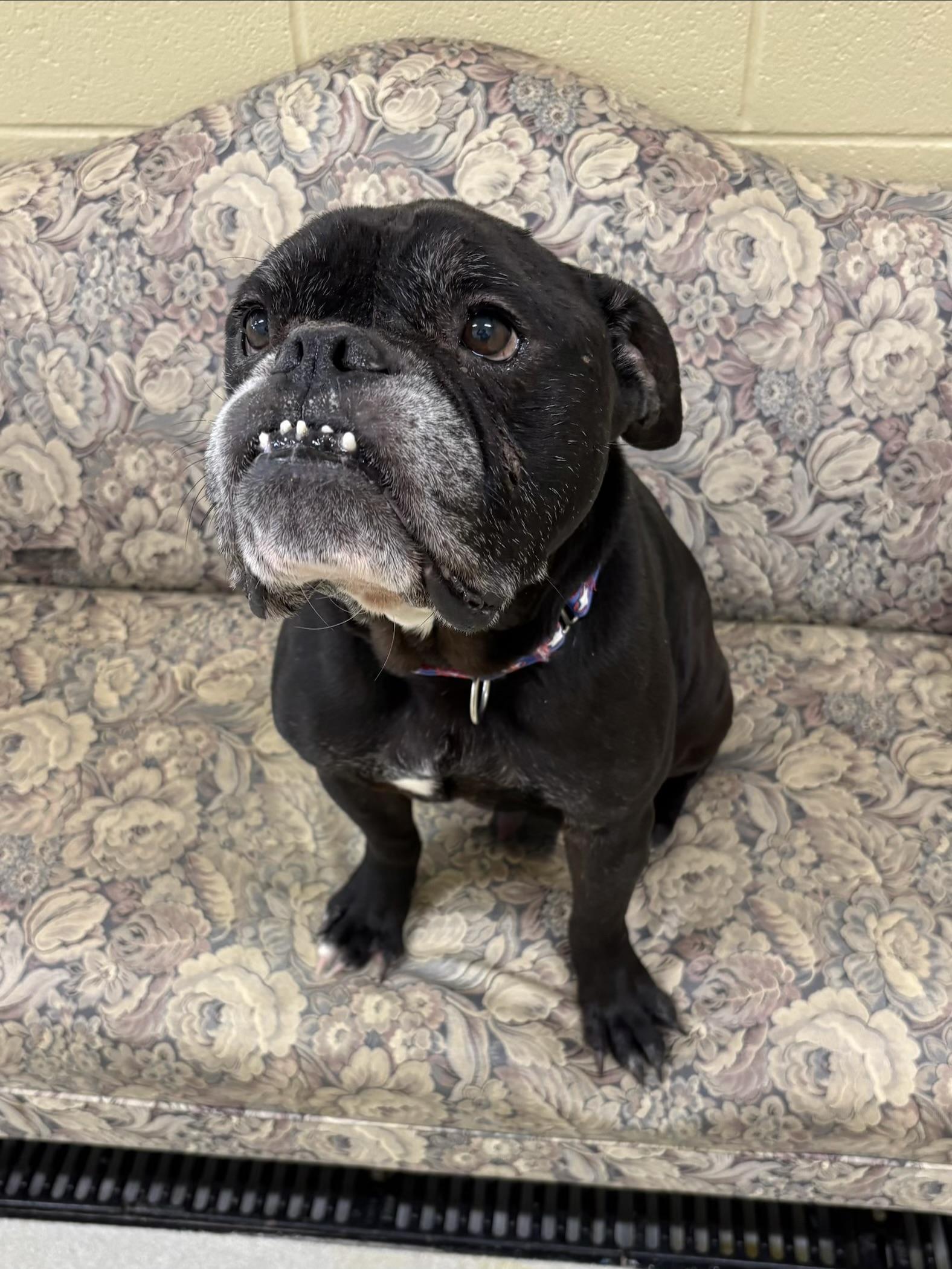 Enlarge Randal, a ADOPTABLE mixed breed in Ashland, OH image 2/2