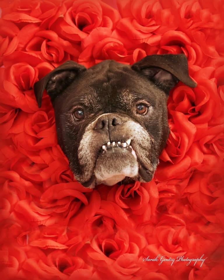 Enlarge Randal, a ADOPTABLE mixed breed in Ashland, OH image 1/2