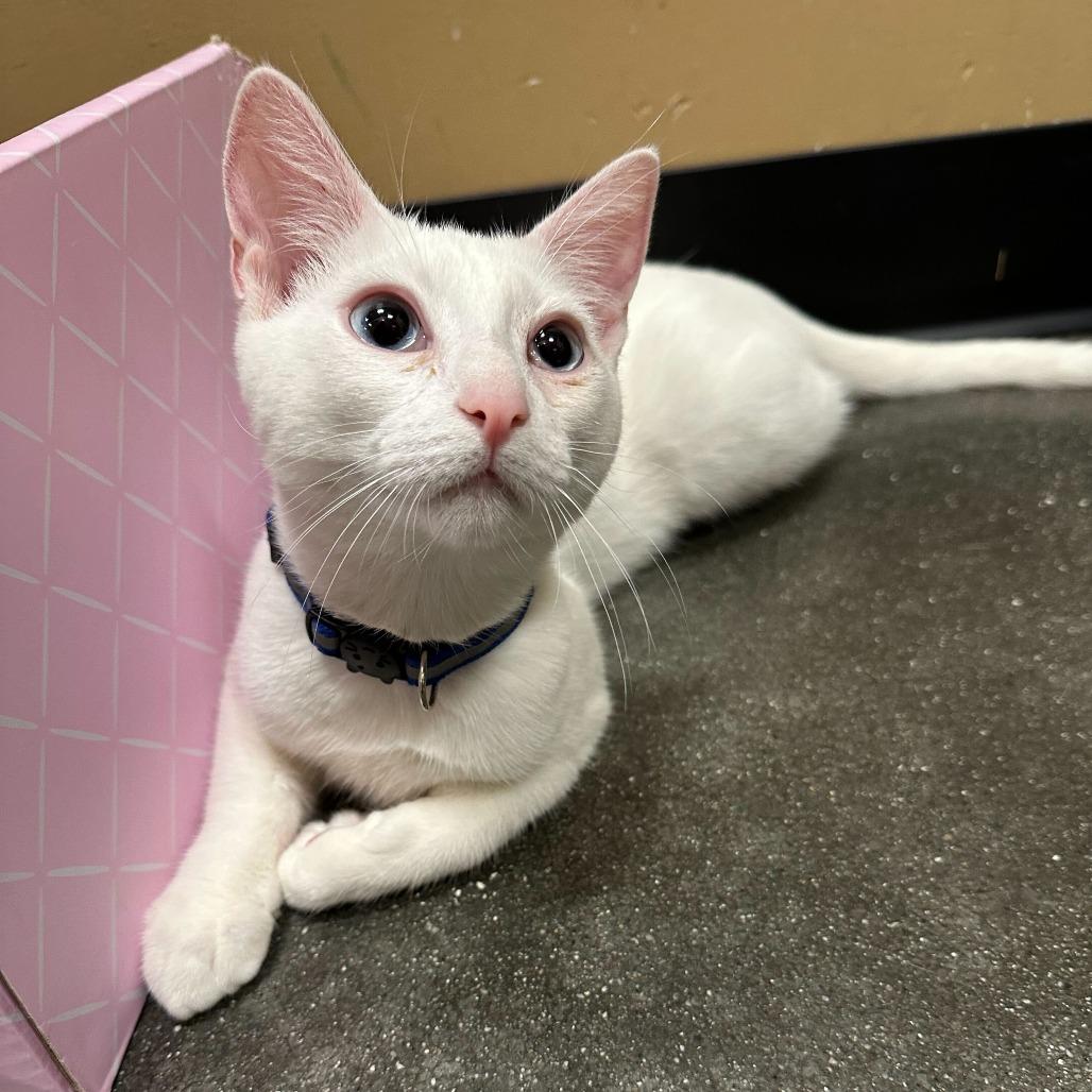 Matteo, Adoptable, Young Male Domestic Short Hair.