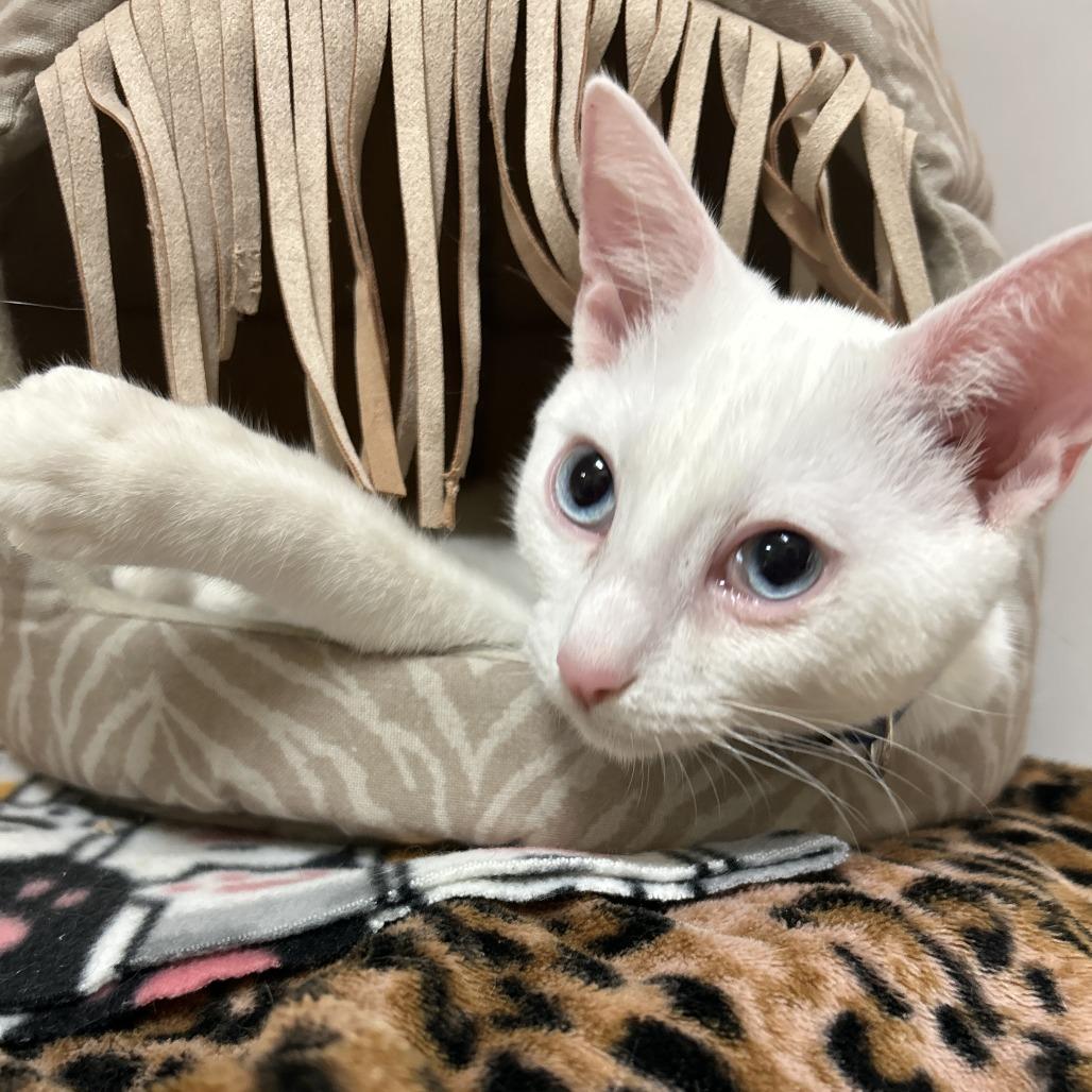 Enlarge Matteo, a Adoptable Domestic Short Hair in Long Beach, CA image 3/6