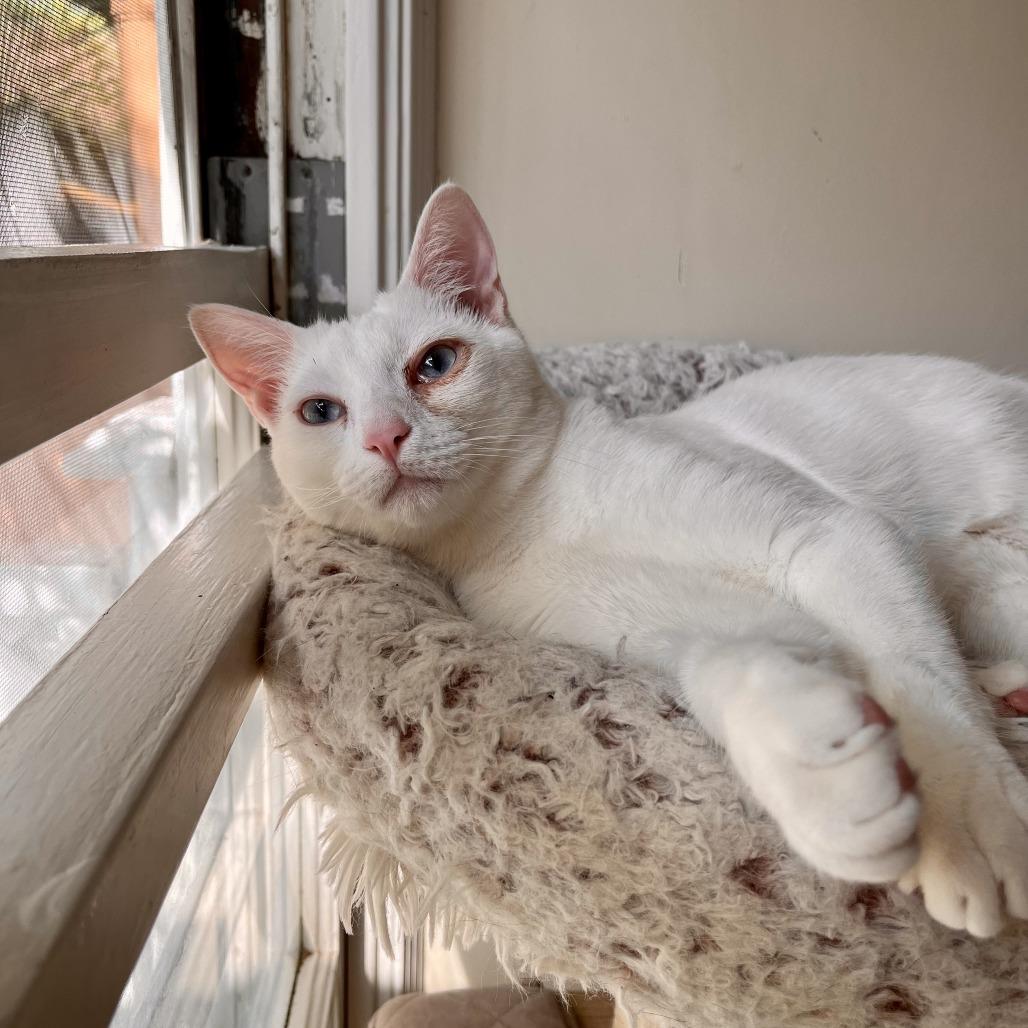 Enlarge Matteo, a Adoptable Domestic Short Hair in Long Beach, CA image 5/6