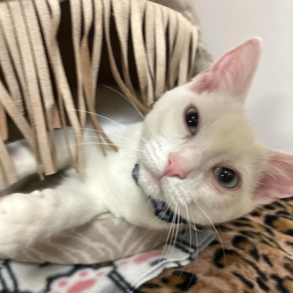 Enlarge Matteo, a Adoptable Domestic Short Hair in Long Beach, CA image 5/6