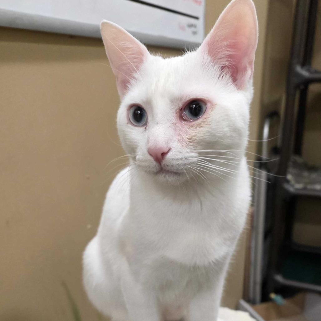 Enlarge Matteo, a Adoptable Domestic Short Hair in Long Beach, CA image 6/6