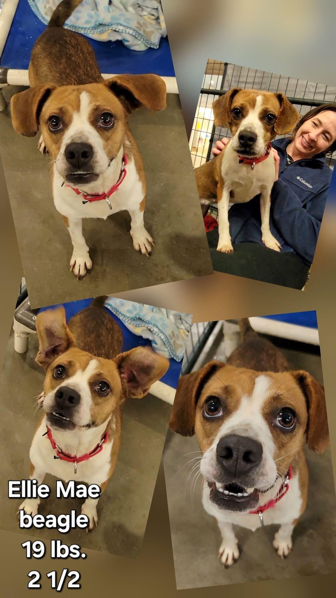 Ellie Mae, adopted, Young Female Beagle.