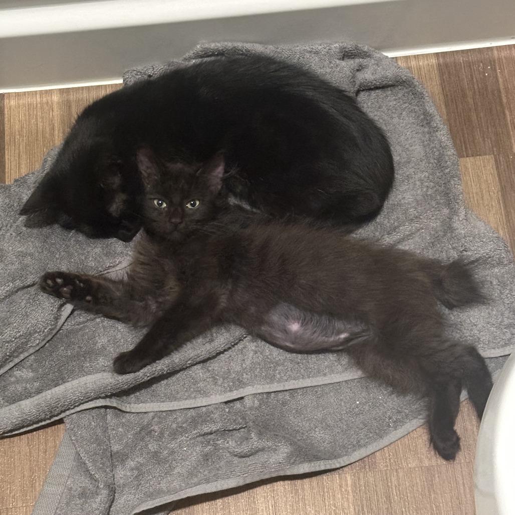 Leslie, Adoptable, Kitten Female Domestic Long Hair.