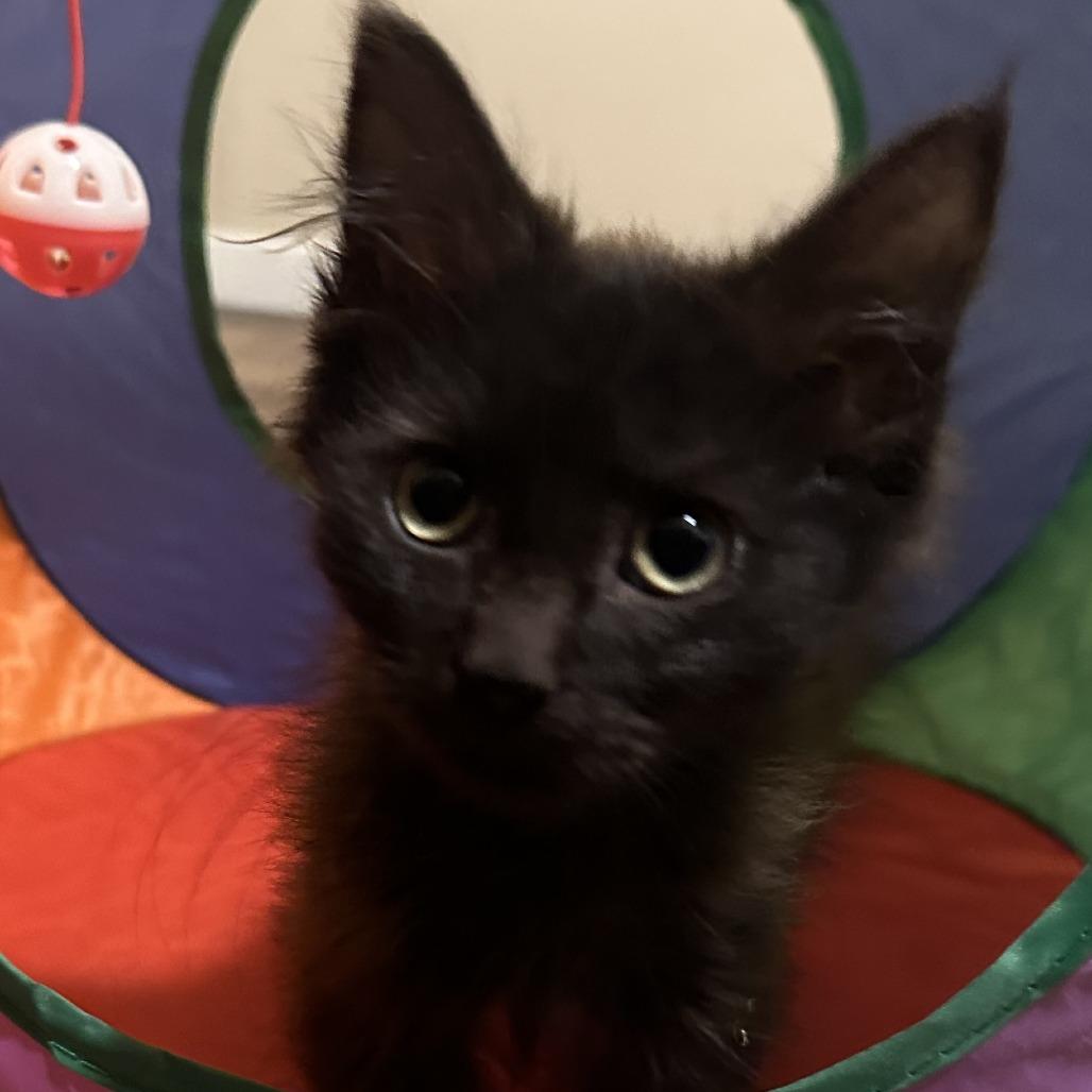 Enlarge Leslie, a Adoptable Domestic Long Hair in Pleasanton, CA image 2/3