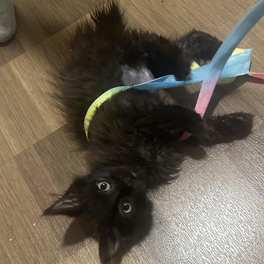 Enlarge Leslie, a Adoptable Domestic Long Hair in Pleasanton, CA image 3/3