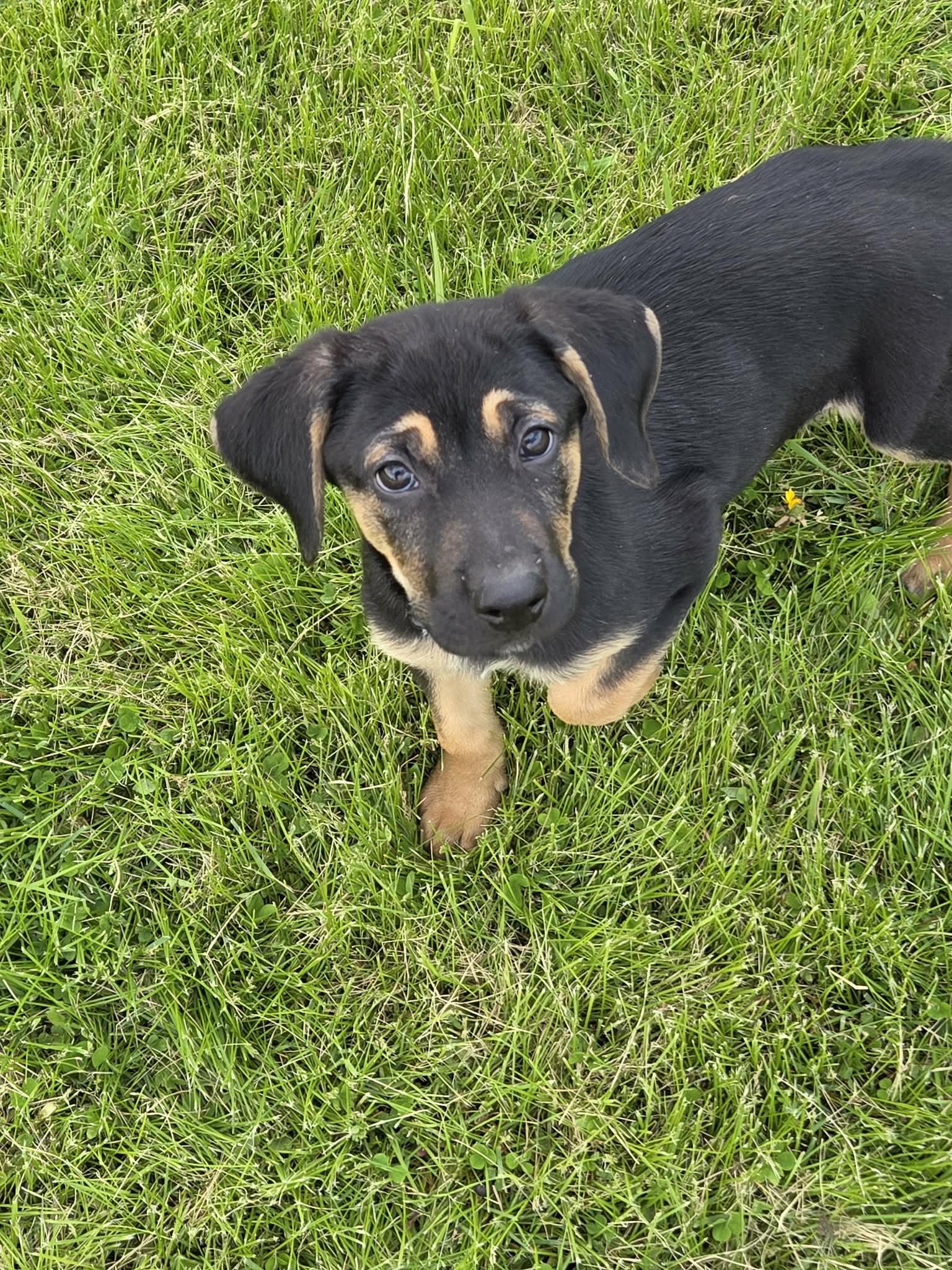 Shiloh, Adoptable, Puppy Female Hound & Belgian Shepherd / Malinois.