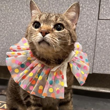 Zuzu, Adoptable, Adult Female Domestic Short Hair.