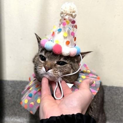 Enlarge Zuzu, a Adoptable mixed breed in Richmond, VA image 2/3