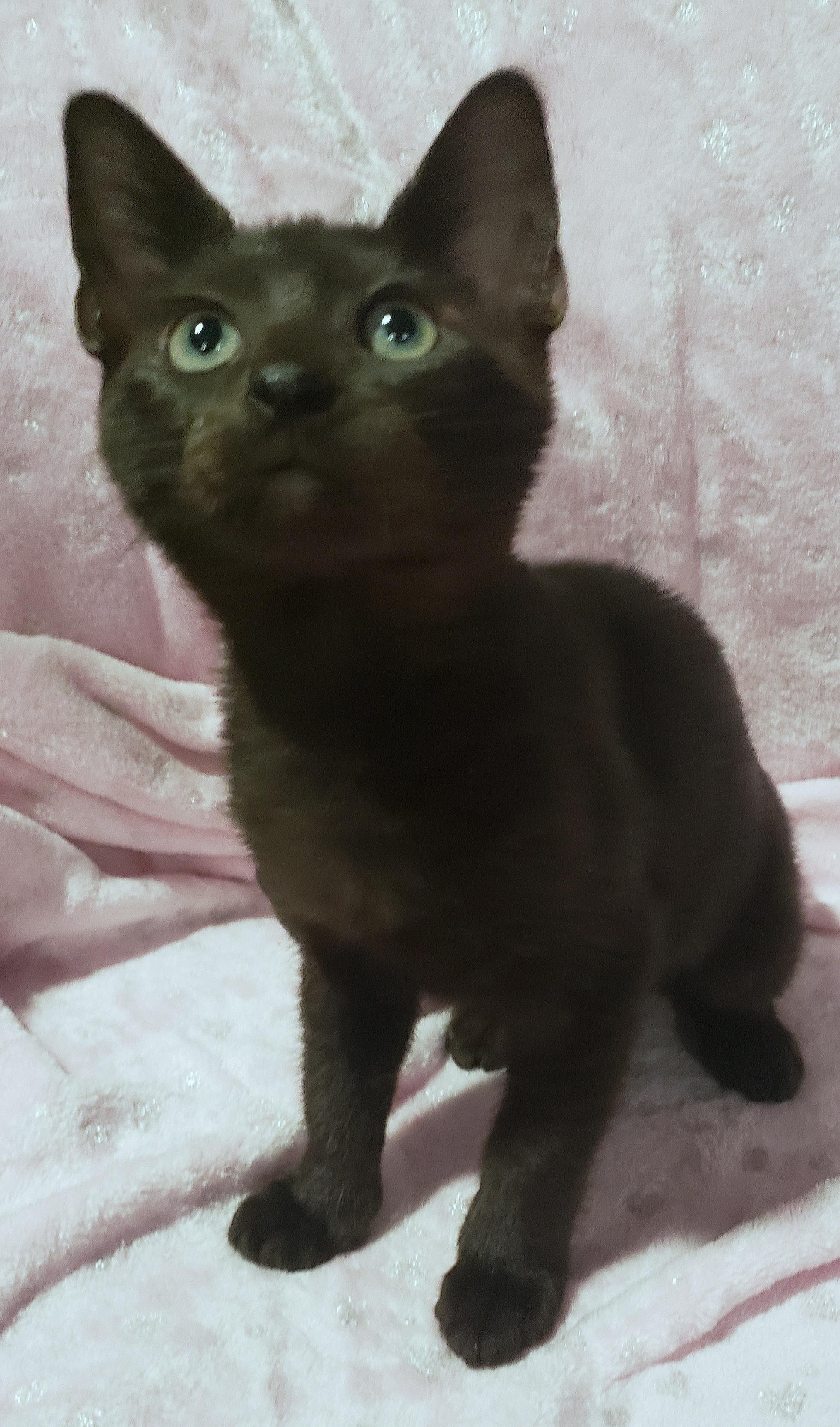 Clover, an adoptable Havana, Bombay in Sunset Valley, TX, 78745 | Photo Image 2